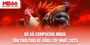 Đá Gà Campuchia MB66 | Sân chơi chọi kê đẳng cấp nhất 2025