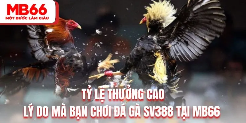 Tỷ lệ thưởng cao là lý do mà bạn chơi đá gà SV388 tại MB66 